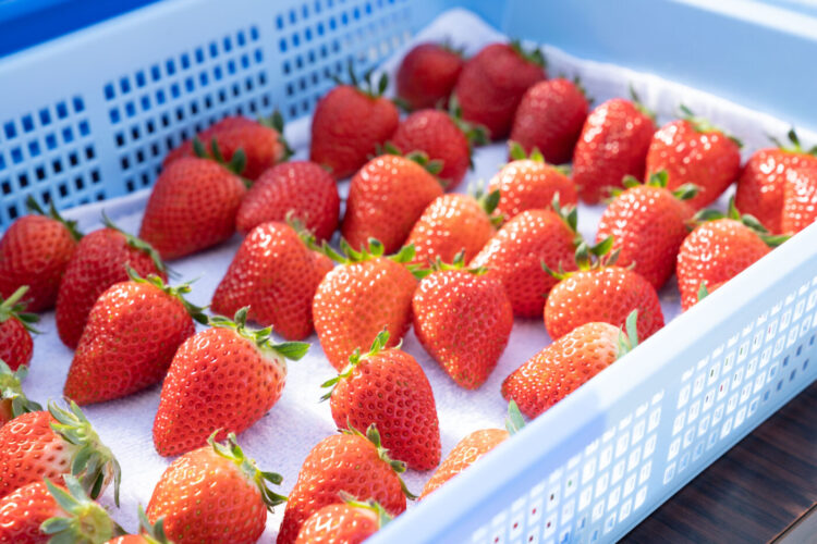 スーパー販売開始